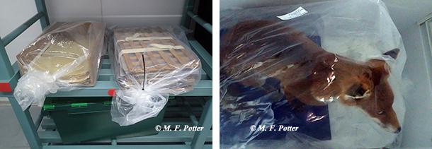 Prior to freezing, items should be wrapped in plastic.   