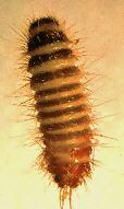 Carpet Beetle Larva Carpet Beetle Larva