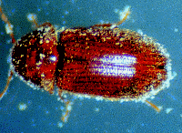 Drugstore Beetle Drugstore Beetle