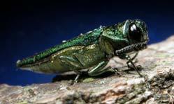 EAB Adult EAB Adult