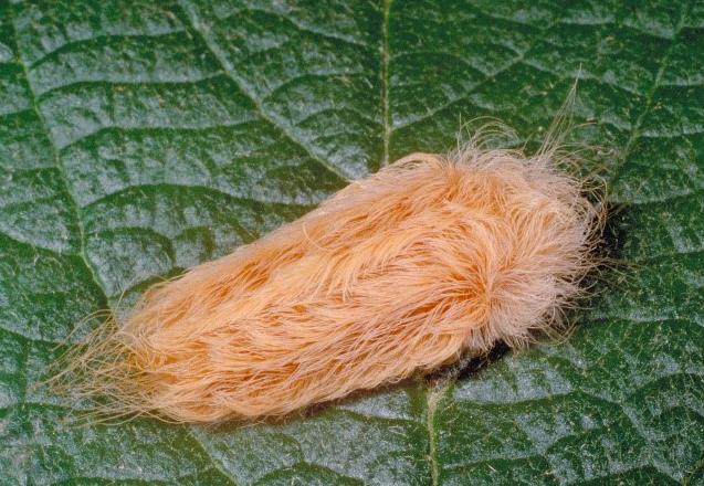 puss moth caterpillar puss moth caterpillar