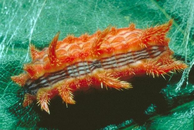 stinging rose caterpillar stinging rose caterpillar