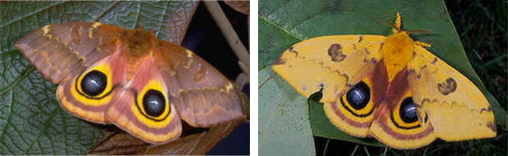Female and Male Io Moth Female and Male Io Moth