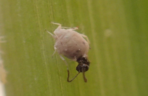 An Aphidius parasitoid emerges from an aphid mummy