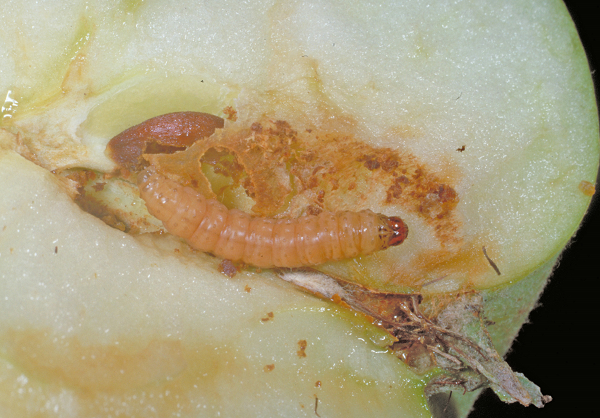 codling moth larva