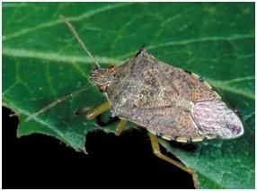 Spined Soldier Bug adult Spined Soldier Bug adult
