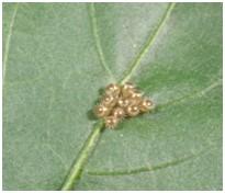 Spined Soldier Bug eggs Spined Soldier Bug eggs