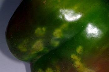 Stink bug damage to peppers. Stink bug damage to peppers.