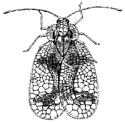 Lace Bug Lace Bug