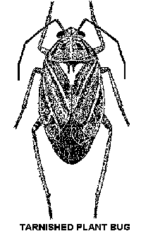 Tarnished Plant Bug Tarnished Plant Bug