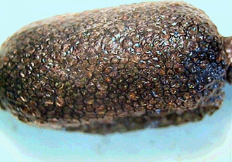 (Fig. 1) New egg mass with spumaline covering. (Fig. 1) New egg mass with spumaline covering.