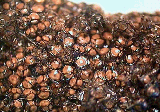 (Fig. 2) Spumaline removed to show white tops of eggs. (Fig. 2) Spumaline removed to show white tops of eggs.