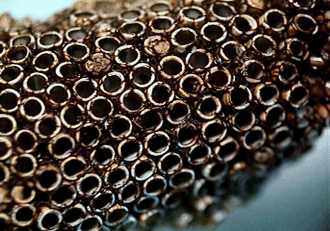 (Fig. 3) Old egg mass. (Fig. 3) Old egg mass.
