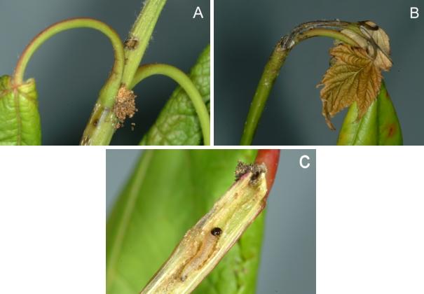 Signs and symptoms of maple shoot borer Signs and symptoms of maple shoot borer