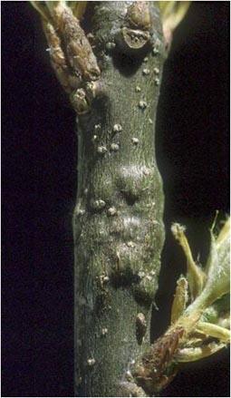 Slight swellings of an 11-month old twig gall. Slight swellings of an 11-month old twig gall.