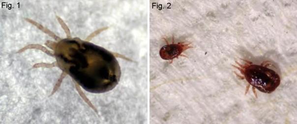 Northern fowl mite and Nymph and adult chicken mite