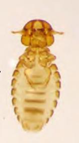 Chicken biting louse Chicken biting louse