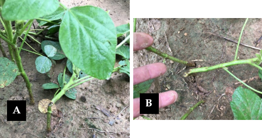 Figure 2. (A) Soybean plants lodged or (B) cut off at the necrotic feeding site caused by threecornered alfalfa hopper. (Photo: Gregory Drake, UK)