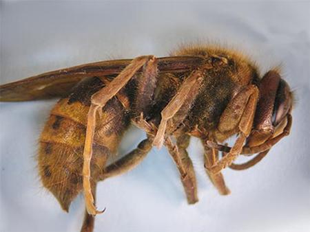 European Hornet European Hornet