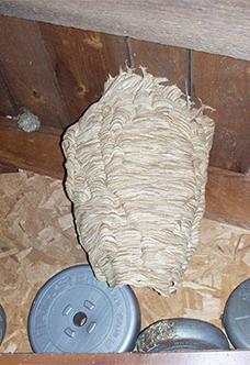 European Hornet Nest European Hornet Nest