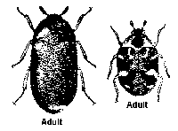 Two Types of Carpet Beetles Two Types of Carpet Beetles