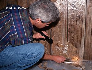 Termites are capable of inflicting costly damage.  