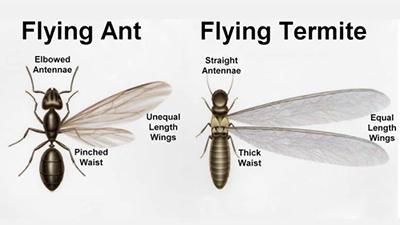 Termite swarmers are often confused with winged ants.