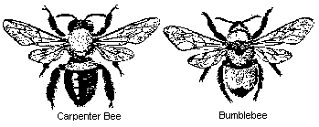 Carpenter Bee vs. Bumble Bee Carpenter Bee vs. Bumble Bee