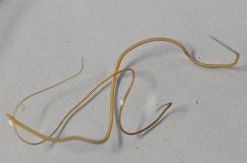 download horsehair worm in human hair