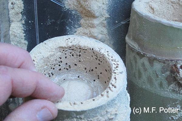 Holes and powder produced by Powderpost beetles