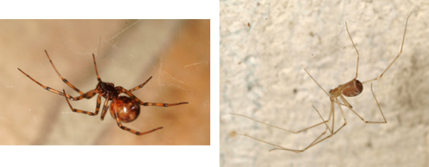 Cobweb and Cellar Spider Cobweb and Cellar Spider