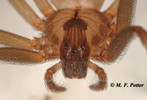 Brown recluse spiders have three pairs of eyes, arranged in a semi-circle.