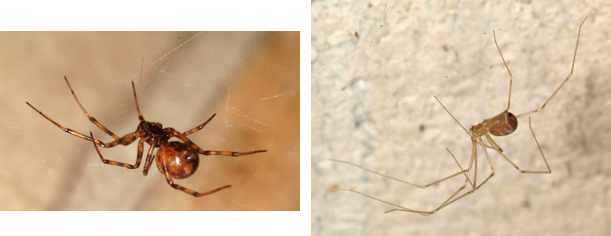 Deux types d'araignées inoffensives