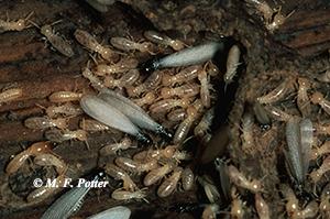Subterranean termites live underground in colonies