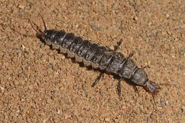 ground beetle larva
