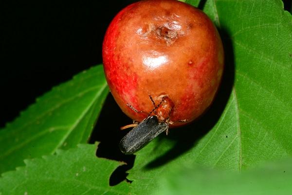soldier beetle damaging a cherry