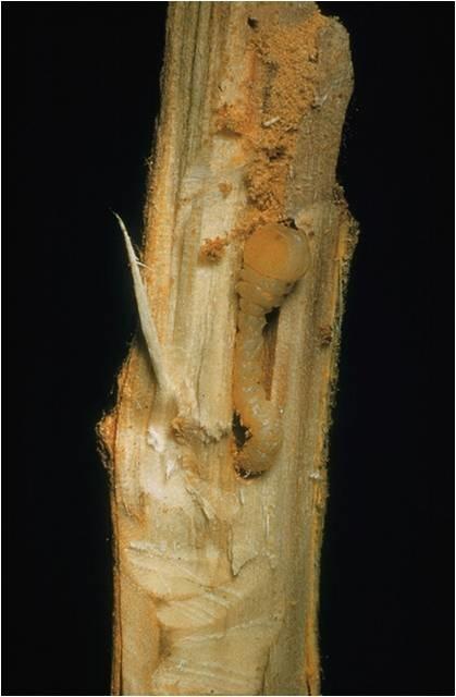 Flatheaded Apple Borer Larva Flatheaded Apple Borer Larva