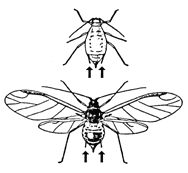 Aphid Cornicles Aphid Cornicles