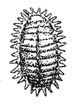 Mealybug Mealybug