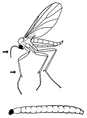 Fungus Gnat Adult and Larva Fungus Gnat Adult and Larva