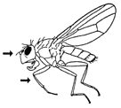 Shore Fly Shore Fly