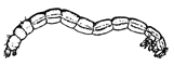 bloodworm bloodworm