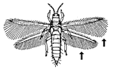 Thrips Thrips