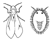 Whitefly and Larva Whitefly and Larva