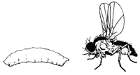 Leafminer Fly and Larva Leafminer Fly and Larva