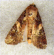 Fall Armyworm Moth Fall Armyworm Moth