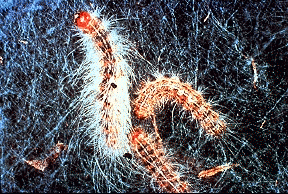 Fall Webworm Larva Fall Webworm Larva