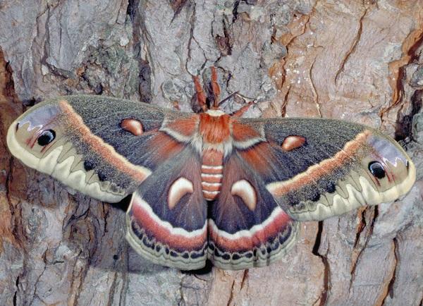 Cecropia moth