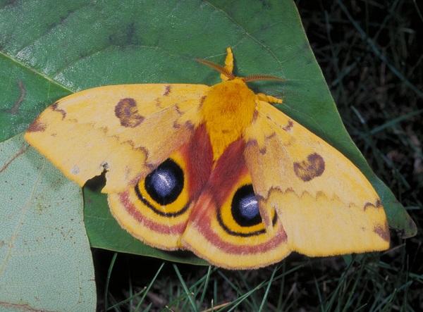 io Mariposa macho