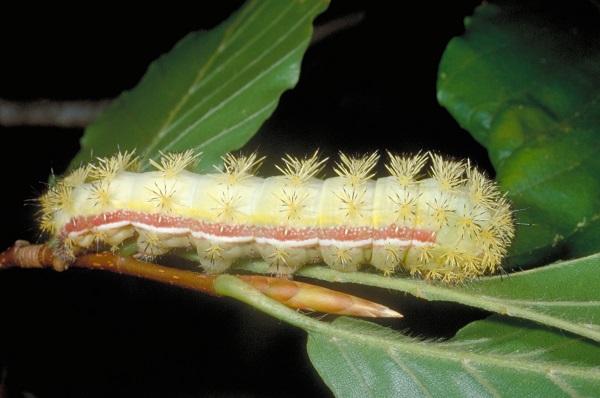 chenille de la mite io